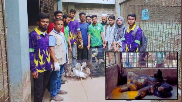 ময়মনসিংহ মিনি চিড়িয়াখানায় ভাল্লুকের শরীরে পচন, বন্ধ হল অবৈধভাবে চলা এই মিনি চিড়িয়াখানা।