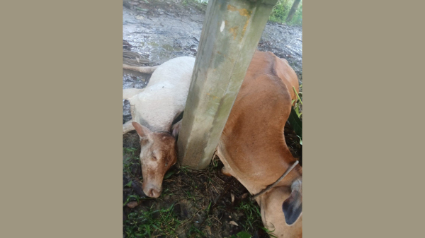 সুনামগঞ্জের খাইরঘাট গ্রামের রাস্তায় বিদ্যুৎস্পৃষ্ট হয়ে দেড়লাখ টাকার দুটি গরুর মৃত্যু