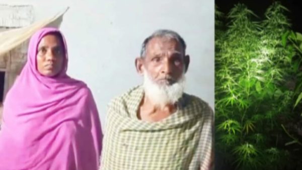 লালপুরে সেনাবাহিনীর অভিযানে গাঁজা চাষি বাবা-মেয়ে গ্রেফতার